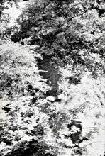 BCN Dudley No 1 Canal: Trees and part of bridge structure?