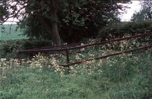 Fish Bellied Rail used for fence.  Crofton