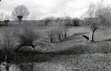 Boxwell Springs