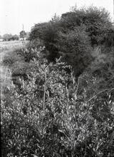 Site of Woodshaw Lock. October 1964