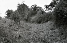 Bed of canal between Chaddington and Summit locks. October 1964