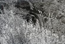 Wootton Bassett Aqueduct, Greenhill Common. 1964