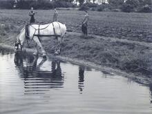 Horse in harness. July 1957