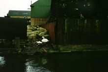 Leicester Wharf, River Soar. April 1962