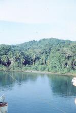 NZ1__57E trees on bank Panama canal17 October 1970  (Ref017943E)