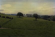 Sedgwick 1989