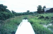 Weedy section below bridge 62, Macclesfield  Canal, Aug 1966