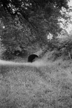 Newbold old tunnel. June 1957