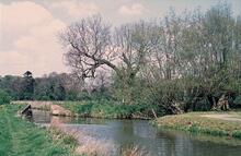 Feeder from Ockley Brook. 1975