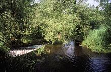 River Cherwell near Shipton Weir Lock. 3rd July 2001
