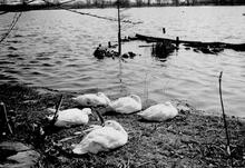 South Norwood Lake  April 1980