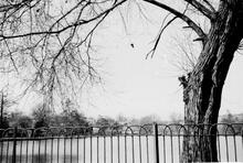 South Norwood Lake  April 1980