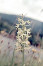 CaledoniaCanal, Butterfly Orchid