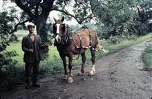 British Waterways' horse at Bettisfield. 8/1960 
