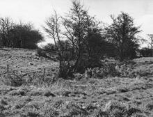Quina Brook  (1959)