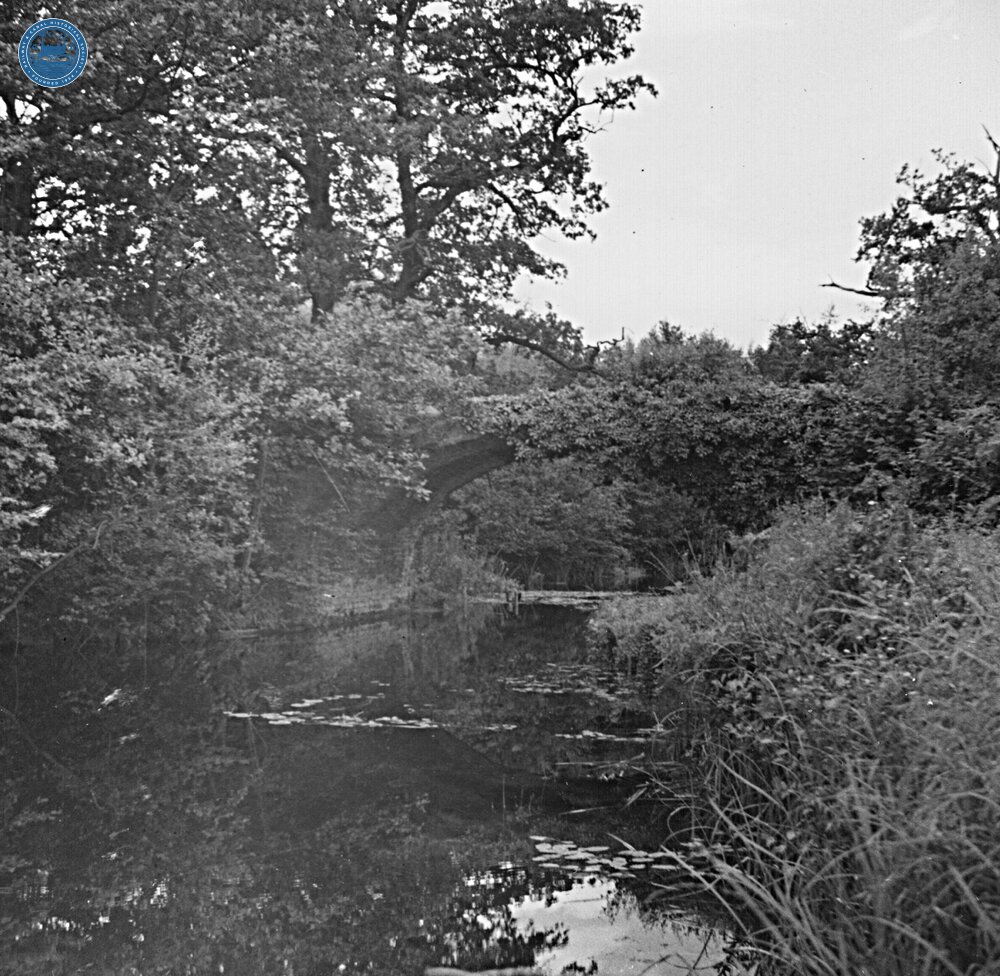 Derelict Bridge over Canal, Dogmersfield Park. August 1954.