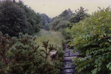 Clyne 1990