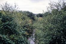 Canal bed south of Whalesborough Lock. 24 August 1989