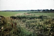 Dry Bed. 1977