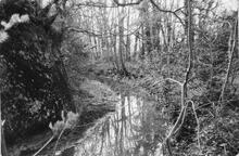 Tree lined section. April 1981.