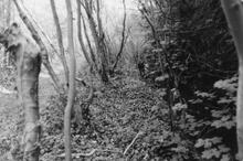 Tree lined section. April 1981