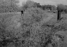 Shipwick Lock. 1967