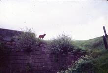 Churnut Aqueduct, Leek, Leek Branch, Caldon Canal
