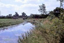 Ashby Canal. Burton Hastings. Southwest to Bridge 8. 16 July 1967