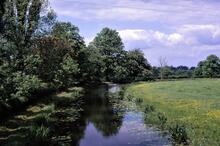 Ashby Canal. Shenton. North of Bridge 35. 07 June 1967