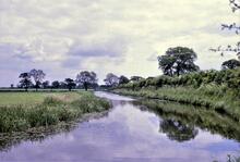Ashby Canal. Congerstone. South of Bridge 47. 07 June 1967