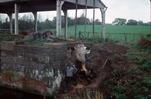 Droitwich Barge Canal, removing tree stump in lock 2
