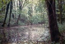 Dymock 1989. 