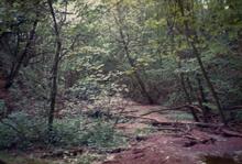 Cutting north of Oxnhall Tunnel 1989