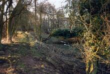 Swinmore Common 1989