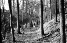Leominster Canal. Cutting approaching Putnal Field Tunnel, South end. 1954 or 1957