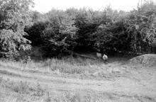 Leominster Canal. Brick-lined canal bank approaching the top entrance to Lock 2 of the Marlbrook Flight. Easter 1974
