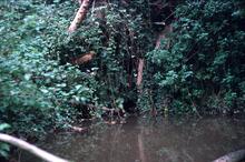 Leominster Canal. Culvert taking Cornbrook beneath canal near Boraston. 14 October 1985