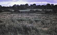 Staffordshire and Worcestershire Canal: Burst at Wightwick in middle distance. (Took place 8th September 1972)