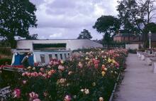 Gardens at Calf Heath, Staffs & Worcs Canal, 1965