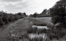 Derelict stretch below Lowsonford. 1961