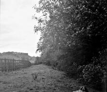 Mansfield & Pinxton Railway. Grives Wood. 10 September 1949 (10)