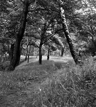 Mansfield & Pinxton Railway. Portland Wood. August 1962  (14)