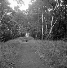 Mansfield & Pinxton Railway. Portland Wood. August 1962  (15)