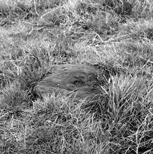 Trowell Moor Tramway (4). Stone sleeper block ‘in situ’ in centre of field looking towards Shaws Wood. July 1962