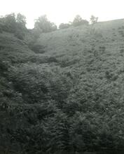 Moel-y-Faen Tramway. Hendy, Close up of the incline from the foot (11)
