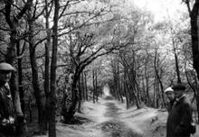The site of the Storeton Tramway, in a wood at Storeton. 6/7 May 1961.