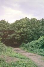 Storeton Tramway. The route in woods, looking North from West Hill Road. 11 July 1987