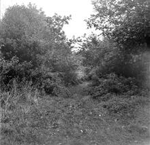Kidwelly & Llanelly Canal & Tramroad. Burry Port – Carway, the view east from Level Crossing  below Bryn Forest Inn.  SN.448070.  October 1963 (4)