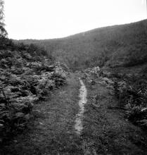 Forest of Dean Railway (7). Lower Soudley. View of the Northern side of the deviation opposite Camp Mill. 30 July 1938