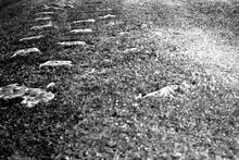  Forest of Dean Railway. Churchway Extension (19). Bilson Green. Site of Crossing Loop as shown by position of stone sleeper blocks in ground. 12 June 1938